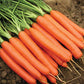 Nantes Coreless Carrot