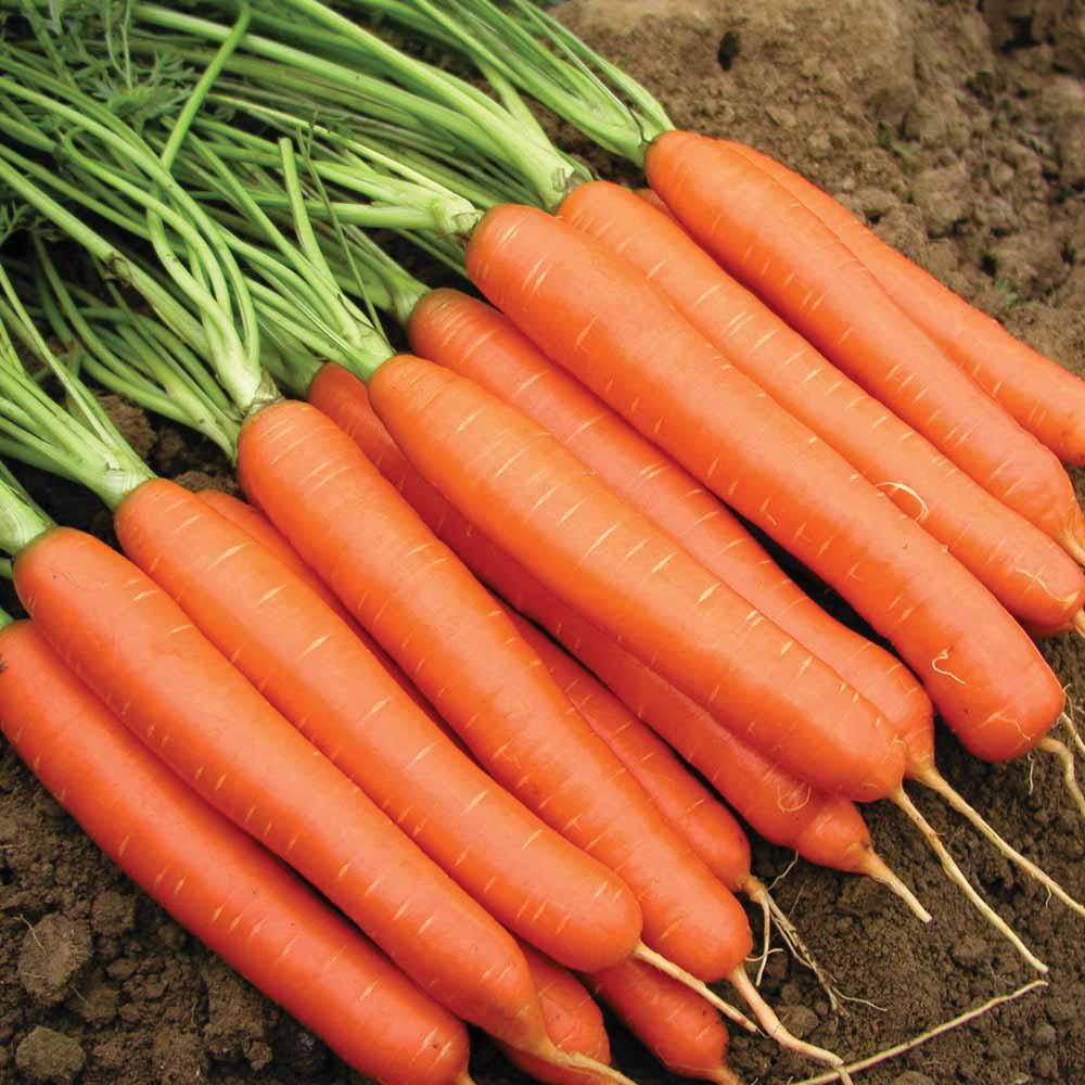 Nantes Coreless Carrot