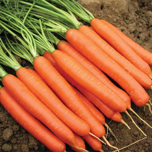 Nantes Coreless Carrot Seeds online shopping