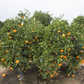 Miho Wase Satsuma Mandarin Budwood citrus plant material online shopping