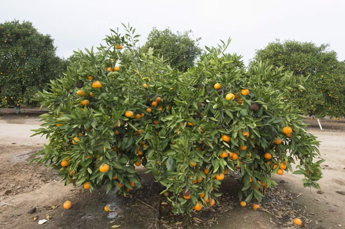 Miho Wase Satsuma Mandarin Budwood citrus plant material online shopping
