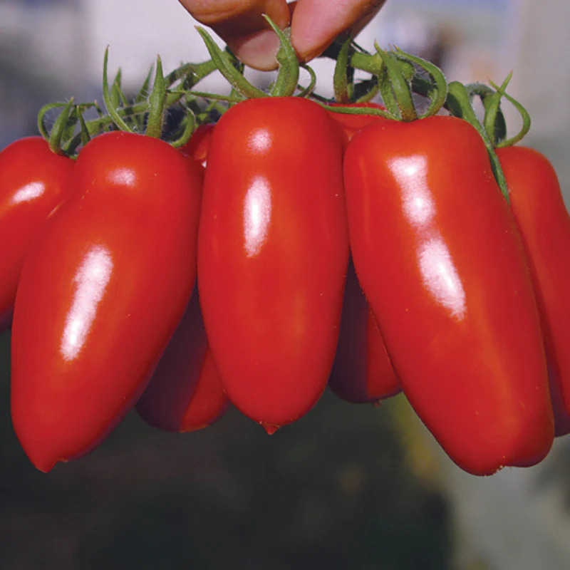 Pozzano Organic Tomato Seeds online shopping