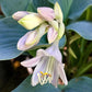 Flemish Sky Hosta Plants online shopping