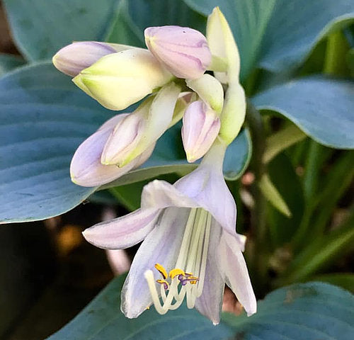 Flemish Sky Hosta Plants online shopping
