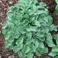 Lakeside Neat Petite Hosta Plants online shopping
