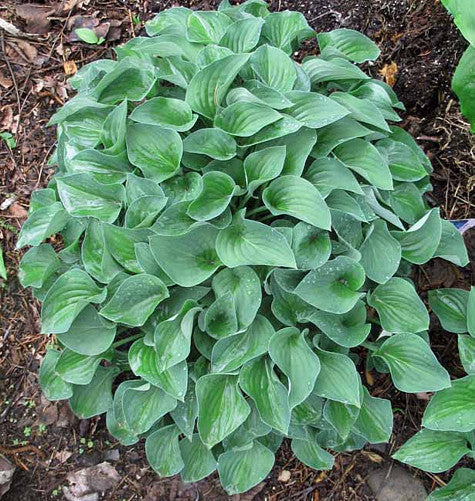 Lakeside Neat Petite Hosta Plants online shopping