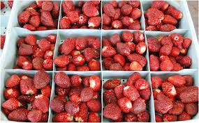 Marys Peak Short Day Strawberry