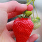 Florida Brilliance™ Short Day Strawberry