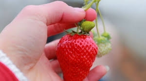 Florida Brilliance™ Short Day Strawberry