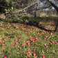 Sandow Heirloom Apple Tree in Autumn