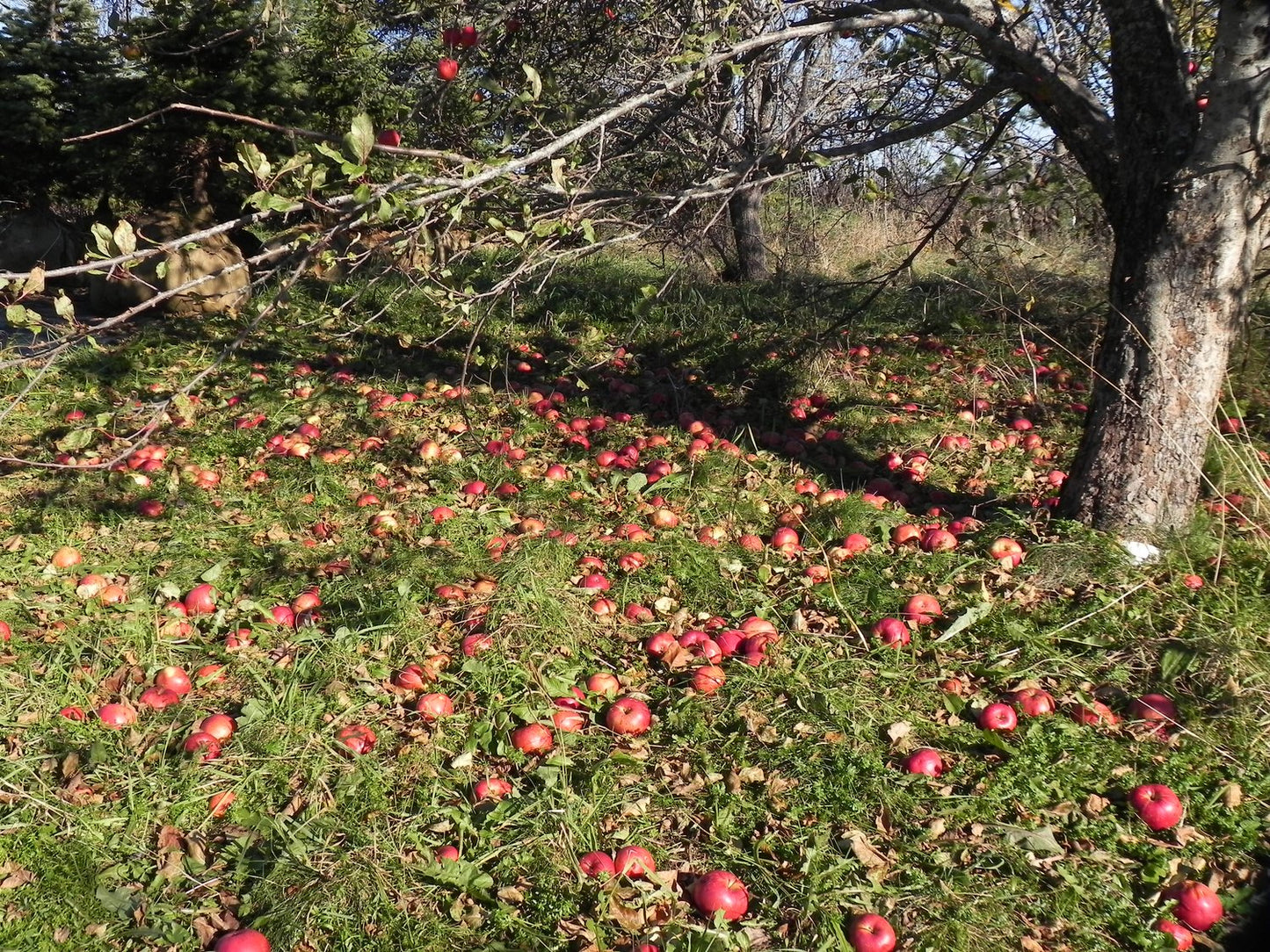 Sandow Heirloom Apple Tree in Autumn
