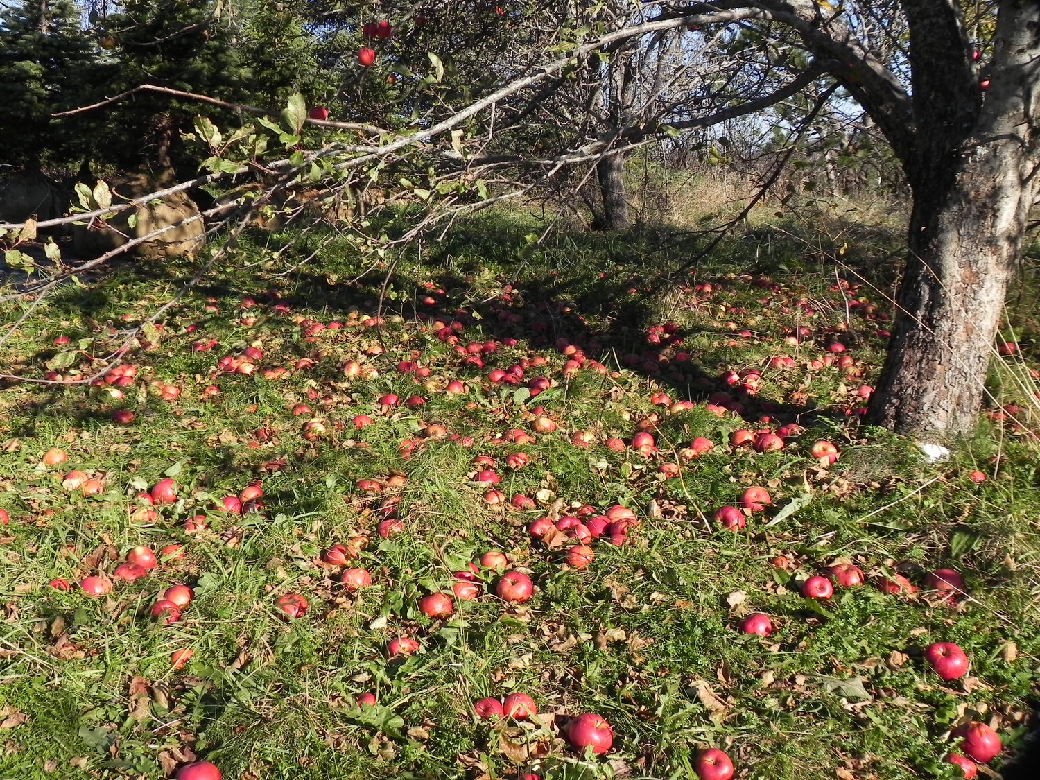 Sandow Heirloom Apple Tree in Autumn