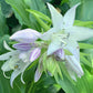 Green Fountain Hosta Plants online shopping