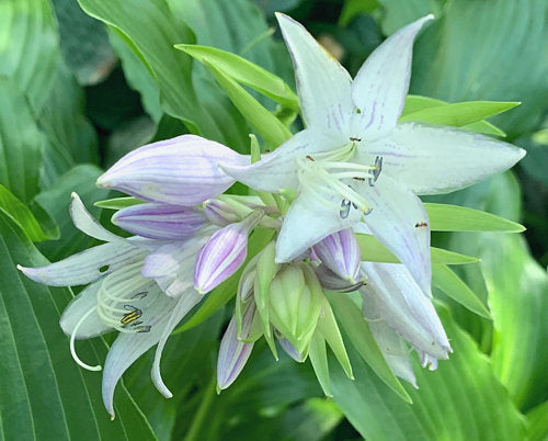 Green Fountain Hosta Plants online shopping
