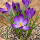 Ruby Giant Snow Crocus Corms