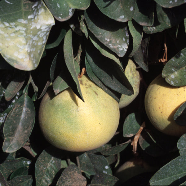 Sarawak Pummelo Budwood citrus plant material online shopping