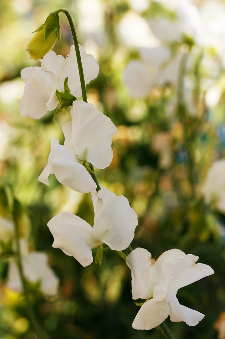 Solstice White Sweet Pea seeds online shopping