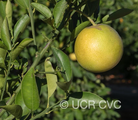 Chironja Grapefruit Hybrid Budwood