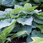 Sky Dancer Hosta Plants online shopping