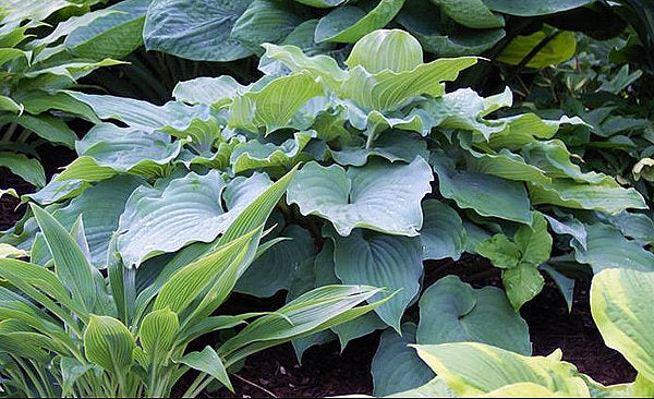 Sky Dancer Hosta Plants online shopping