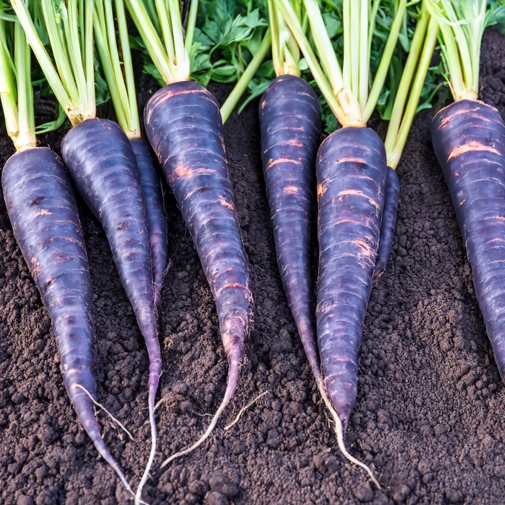Deep Purple F1 Carrot