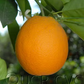 Frost Nucellar Valencia Orange Budwood citrus plant material online shopping