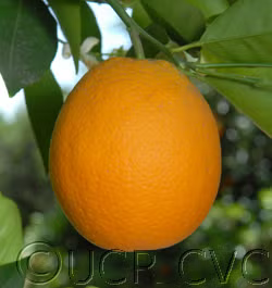 Frost Nucellar Valencia Orange Budwood citrus plant material online shopping