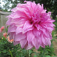 Vassio Meggos Dahlia Plants online shopping