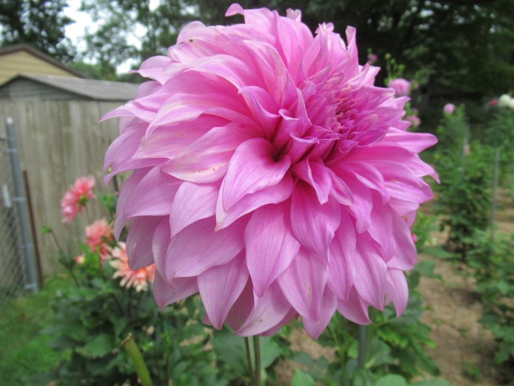 Vassio Meggos Dahlia Plants online shopping