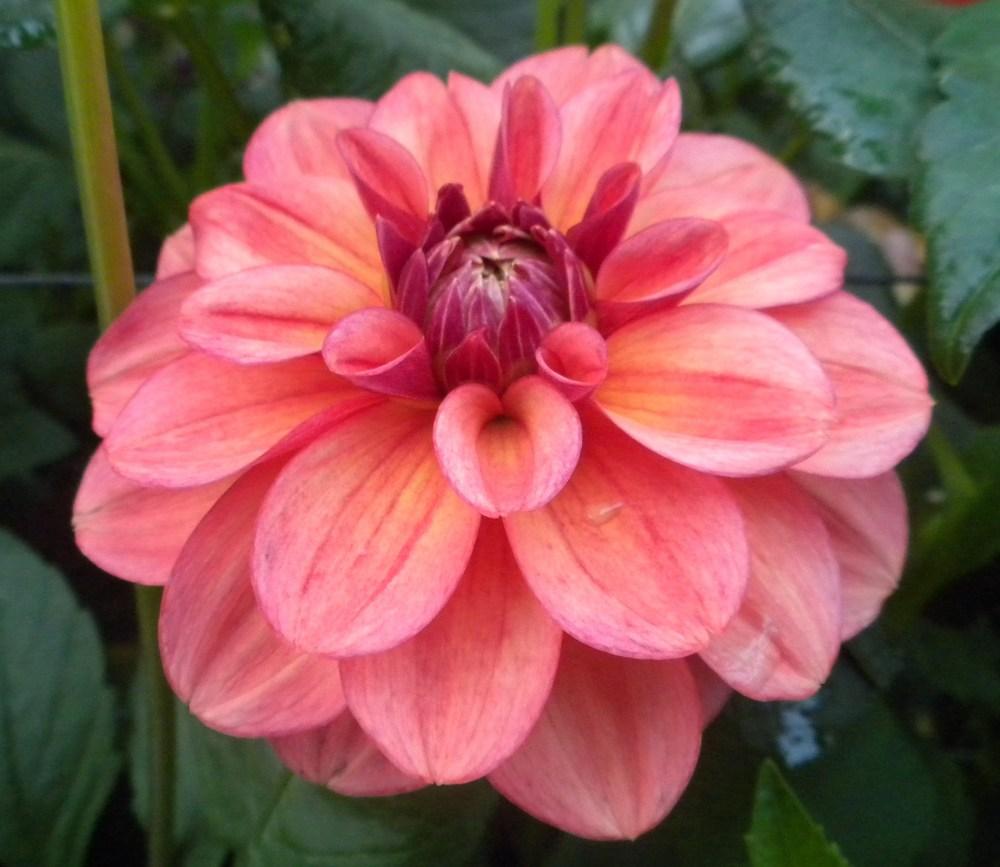 Uptown Girl Dahlia Plants online shopping