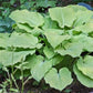 Great Lakes Gold Hosta Plants online shopping