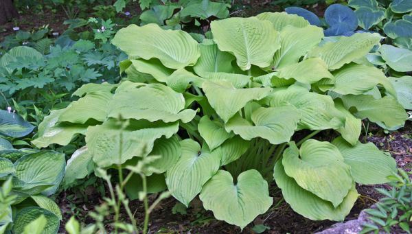 Great Lakes Gold Hosta Plants online shopping