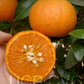 Murcott Mandarin Budwood citrus plant material online shopping