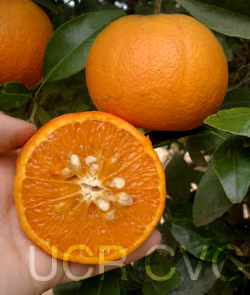 Murcott Mandarin Budwood citrus plant material online shopping