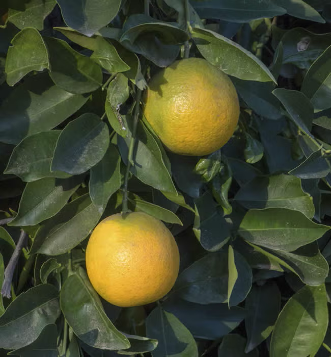 Madam Vinous Sweet Orange Budwood citrus plant material online shopping