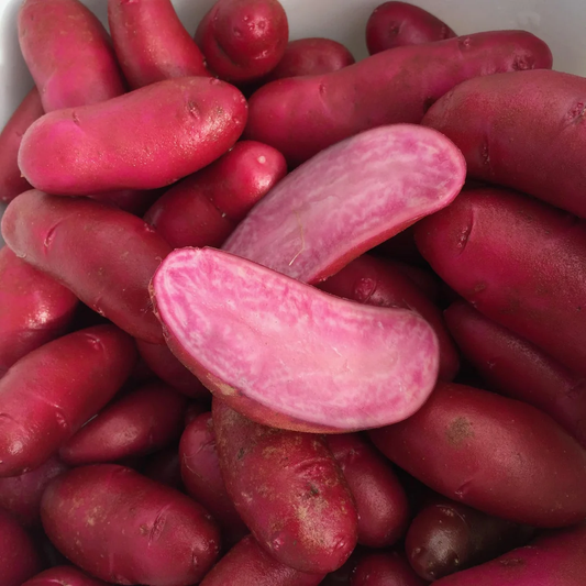 Amarosa Fingerling Seed Potato online shopping