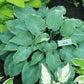 High Tide Hosta Plants online shopping