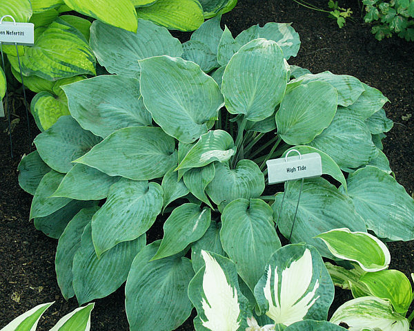 High Tide Hosta Plants online shopping