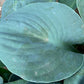 Silver Bullet Hosta Plants online shopping