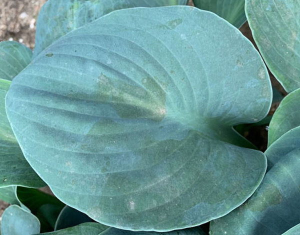 Silver Bullet Hosta Plants online shopping
