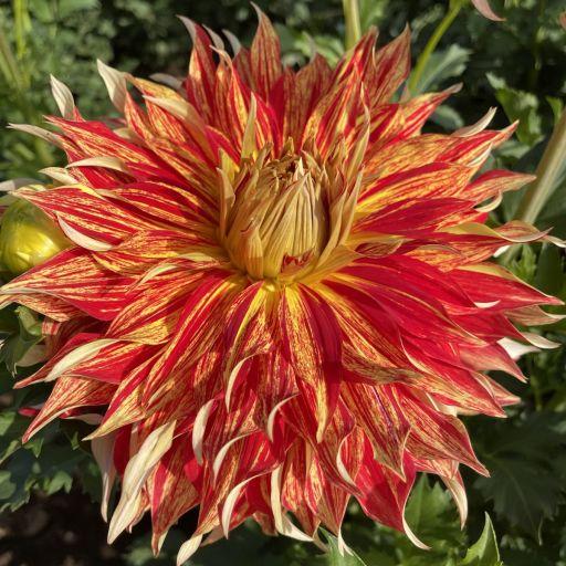 Grandpa’s Gift Dahlia