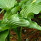 Childhood Fantasy Hosta Plants online shopping