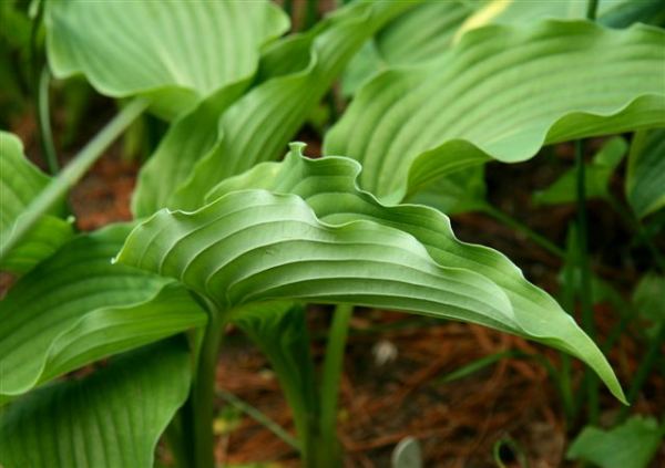 Childhood Fantasy Hosta Plants online shopping