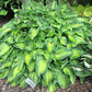 Tick Tock Hosta Plants online shopping