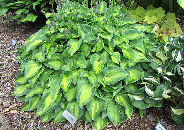 Tick Tock Hosta Plants online shopping