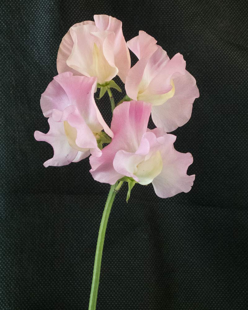 Lynn Fiona Sweet Pea seeds online shopping
