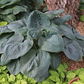 Bluebigwa Hosta Plants online shopping