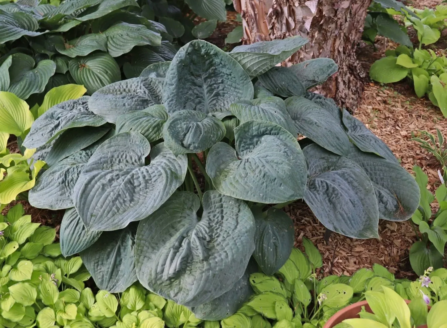 Bluebigwa Hosta Plants online shopping