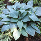 Mr Blue Hosta Plants online shopping