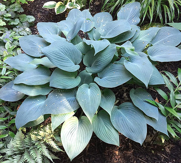 Mr Blue Hosta Plants online shopping
